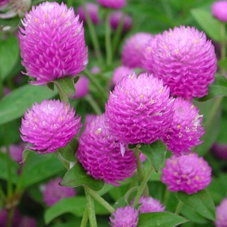 บานไม่รู้โรย สีชมพู ถูกที่สุด 100 เมล็ด10บ. ปลูกขายได้ ปลูกประดับสวยทน พร้อมส่ง