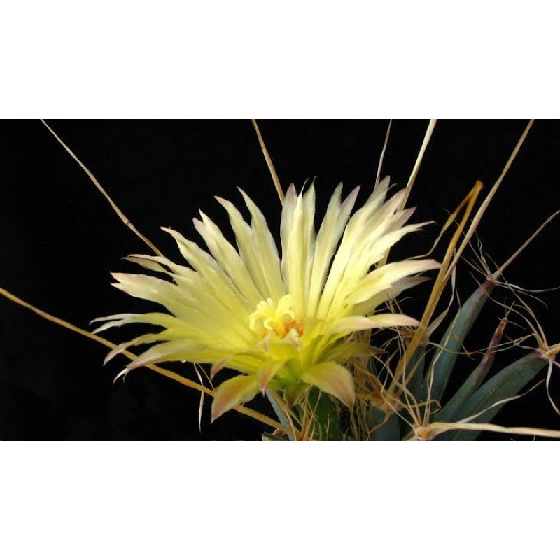 Leuchtenbergia Principis ลูเทนเบอร์เกียร์ กระถาง 2.5 นิ้ว