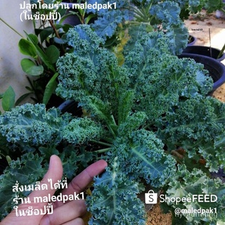 คละ สวนครัว ปลูก/เมล็ดผัก Kale เคล คะน้าฝรั่ง ใบหยิก 50เมล็ด ผักสุขภาพ ปลูกง่าย กระถางได/อินทรี/อินทรีย์ คละ สวนครัว ดอก