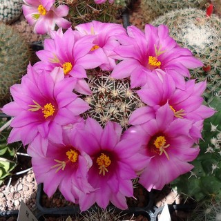 เมล็ดพันธุ์ แมมชูแมน Mammillaria schumannii 80 เมล็ด cactus แคคตัส กระบองเพชร