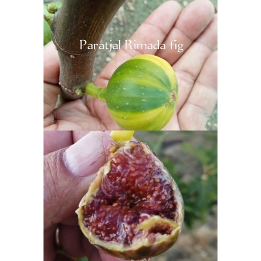 กิ่งสดมะเดื่อฝรั่งสำหรับชำ Paratjal Rimada fig(pr.)จำนวน4กิ่ง