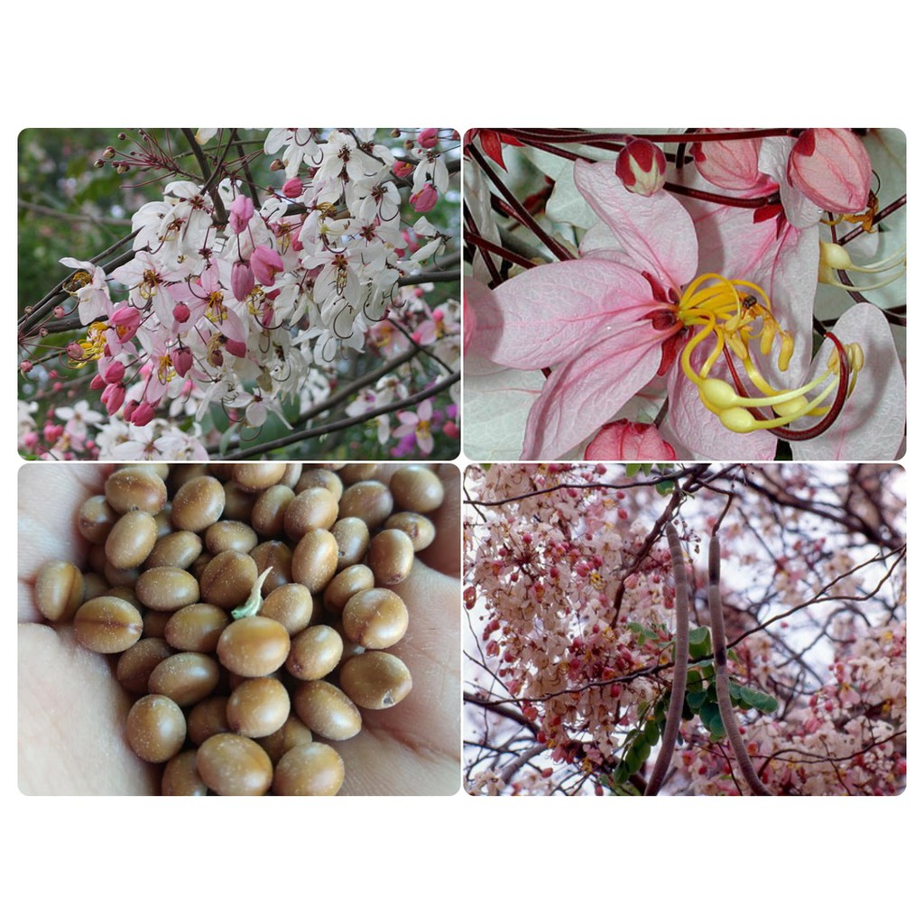 กัลปพฤกษ์ (Wishing Tree) ซากุระเมืองไทย 25 บาท 30 เมล็ด