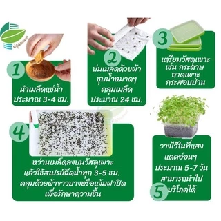 เมล็ดพันธุ์ ต้นอ่อน บลอคโคลี 5 กรัม (Broccoli Sprout)