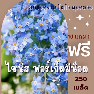 เมล็ดพันธ์ุ ดอกฟอร์เก็ตมีน็อต 250 เมล็ด ไซนีสฟอร์เก็ตมีน็อต ฟอร์เก็ตมีน็อต สีฟ้า ✅🪴🔥ซื้อ10แถม1 คละได้🔥