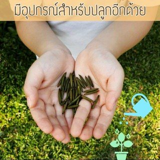 เมล็ดเป๊าะแป๊ะ เมล็ดต้อยติ่ง ฝักต้อยติ่ง