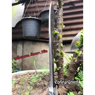 มีดเหรียนหัวนก มีดขอนก มีดปากนก มีดพร้า เหล็กแหนบหนา มี 3 ขนาด มีดอรัญญิกแท้ จ้อย อรัญญิกแท้