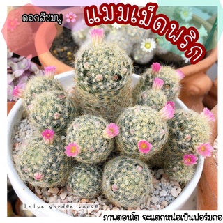 💕🪷แมมเม็ดพริก ดอกสีชมพู น่ารักมากก🐰 พร้อมส่งทั้งกระถาง ขนาดต้น 2-3 cmจ้า เป็นไม้แตกหน่อเองนะคะ เลี้ยงเรือยๆจะเป็นกอ 🌸🐰
