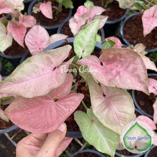 Flower Garden F350 ออมชมพู Syngonium hybrid pink สีชมพูหวาน กระถาง 6 นิ้ว ต้นไม้มงคล ฟอกอากาศ เลี้ยงง่าย ปลูกรำไร