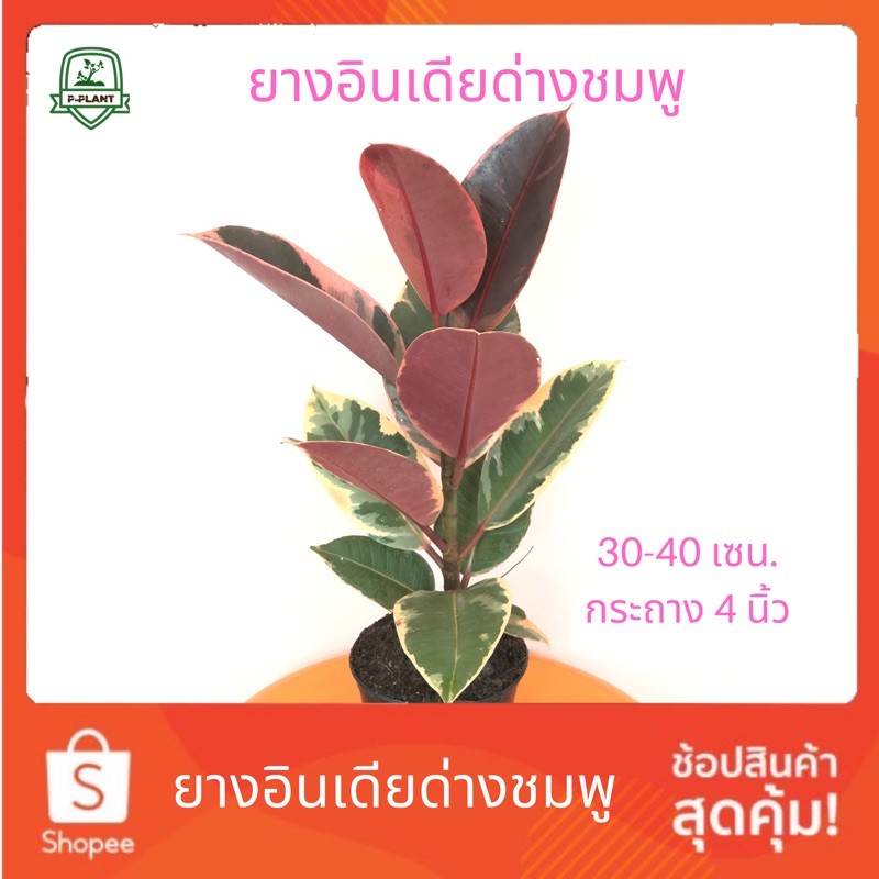 ยางอินเดียด่างชมพู (เพาะเมล็ด) สูง 30-40 เซน. ส่งพร้อมกระถาง 4 นิ้ว Rubber Plant ต้นไม้ฟอกอากาศ