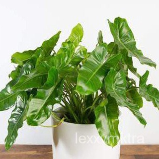 Philodendron Burle Marx Pokok Keladi Viralseeds/种子/生菜/通心菜/帽子/文胸/头饰/母婴/手链/裙子/ AHXN