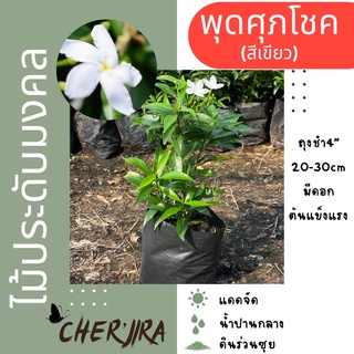 พุดศุภโชค ถุงชำ4” ขนาด 20-30 cm (สั่งขั้นต่ำ 5 ต้น)