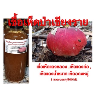 เชื้อเห็ดแดงหลวง , เห็ดแดงก่อ , เห็ดแดงน้ำหมาก เห็ดอดงหมู่ 1 ขวด บรรจุ 500 ML