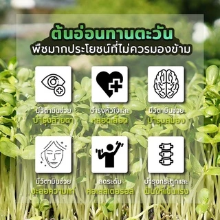 เมล็ดต้นอ่อนทานตะวันลายไทยขนาด 500 กรัม อัตราการงอกสูง