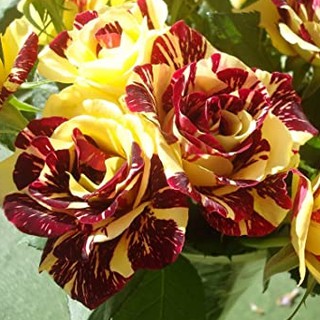 เมล็ดพันธุ์ กุหลาบ สตาร์แอนด์สไตร้พส์ Stripes Rose Seeds สี แดง-เหลือง ดอกใหญ่ นำเข้าจากต่างประเทศ 30 เมล็ด