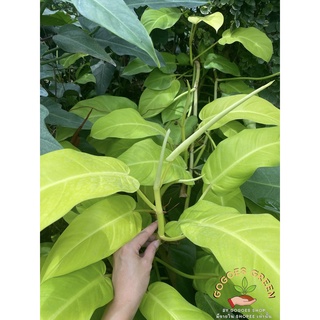 Philodendron Lemon Lime ฟิโลสีทอง เลี้ยงง่ายมาก เลี้ยงได้ทั้งในน้ำและปลูกในดิน ส่งเป็นยอดค่ะ พร้อมส่ง