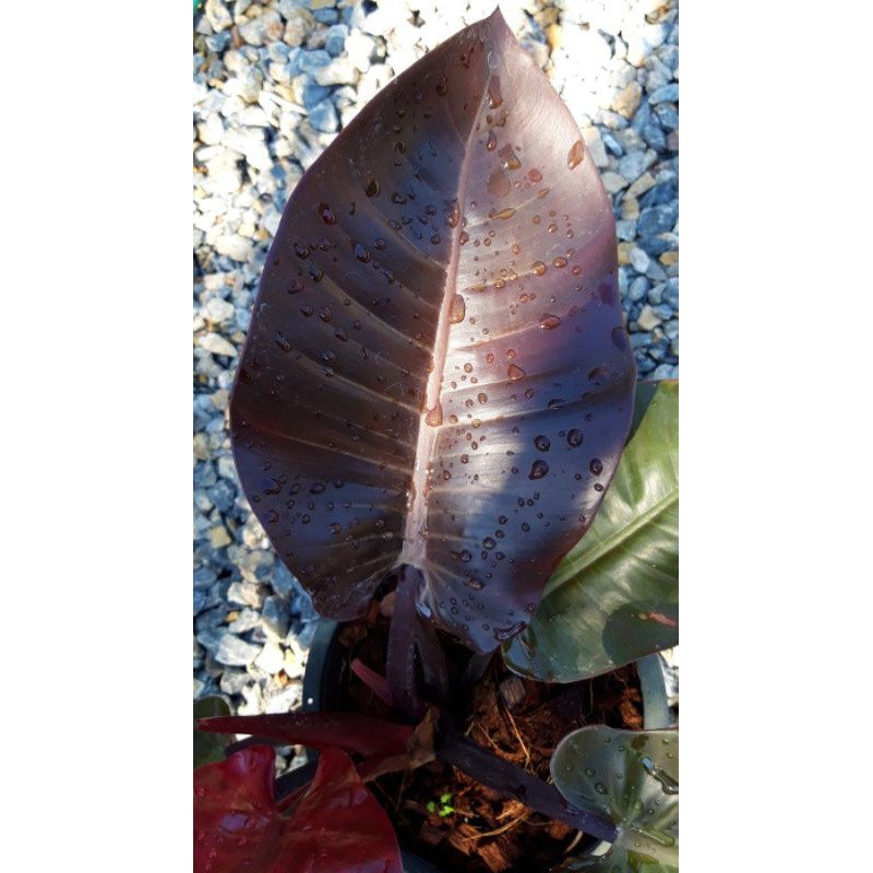 ฟิโลแบล็คคาดินัล Philodendron 'Black Cardinal'กระถาง 7.5 นิ้ว
