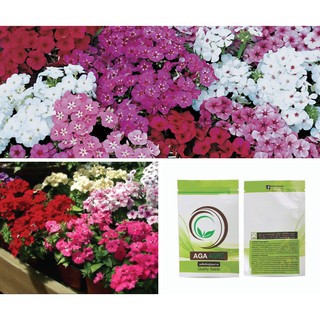 AGA SHOP เมล็ดพันธุ์ ฟล็อกซ์ (phlox) ทเวนตี้ เฟิร์ส เซ็นจูรี่ สีมิกซ์ 100 เมล็ด