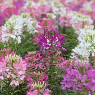 200+ เมล็ด ผักเสี้ยนฝรั่งคละสี - Mixed Cleome