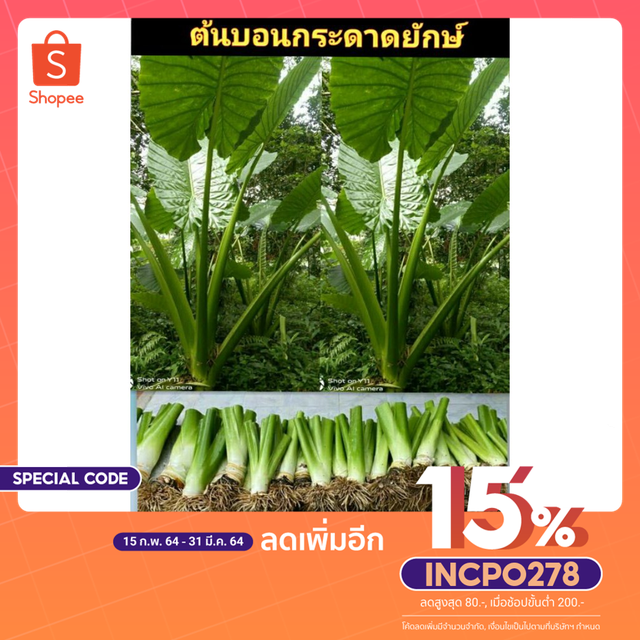 ต้นบอนกระดาดยักษ์ (ขายต้นหน่อ) หน่อล่ะ 45 บาท