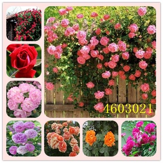 25เมล็ด เมล็ดกุหลาบ อังกฤษ พันธุ์เลื้อย คละสี กุหลาบหนู Rose seeds