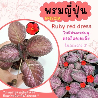 พรมญี่ปุ่น "รูบี้ เรด เดรส" (Ruby red dress) ดอกสีเเดง ใบสีม่วงอมชมพูเงามัน สวยมาก ค่าส่งถูก