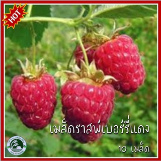 10 เมล็ด ราสพ์เบอรี่แดง Red Raspberry เมล็ดราสเบอรี่ ราสเบอรี่