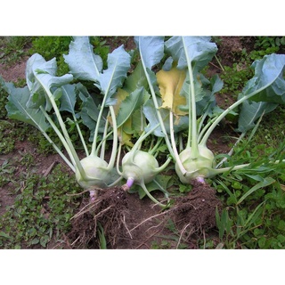 ต้นกล้ากะหล่ำปม (Kohlrabi) สามารถทานได้ทั้งสุกและดิบ อร่อยฉ่ำกรอบ ปลูกได้ตลอดทั้งปี กล้าละ 10บาท