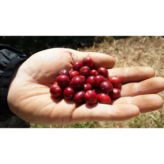 กาแฟมอนโตเร่ สารกาแฟเมล็ดดิบโรบัสต้า จากไร่นางครวญ จ.กาญจนบุรี ถุง1กิโลกรัม