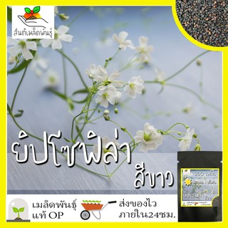 เมล็ดพันธุ์ ยิปโซฟิล่า สีขาว 300 เมล็ด White Gypsophila Seed เมล็ดพันธุ์แท้100% นำเข้าจากต่างประเทศ ถูกดี ยิปโซ ดอกไม้