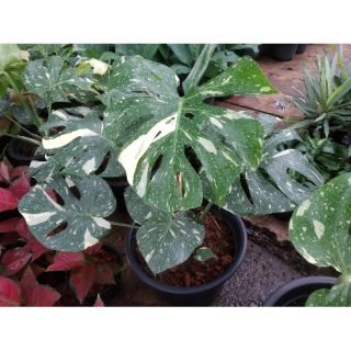 Monstera ด่าง ต้นใหญ่