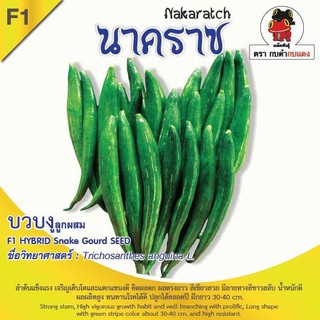AGA SHOP เมล็ดพันธุ์บวบงู นาคราช