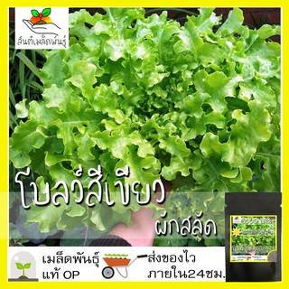 เมล็ดพันธุ์ ผักสลัดโบลว์สีเขียว 1000เมล็ด White Salad Bowl Lettuce เมล็ดพันธุ์แท้100%นำเข้าจากต่างประเทศ ปลูกผัก สวนครัว