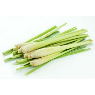 ต้นหัวตะไคร้แกงหรือจะปลูก5-6หัว25บาทพร้อมส่ง