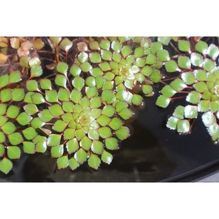 REAL LIVE PLANT LUDWIGIA SEDOIDES FLOATING WATER PLANTS MOSAIC PLANT WITH PLASTIC CONTAINER KIAMBANG HIDUP 菱叶สีม่วงอ่อน蓼