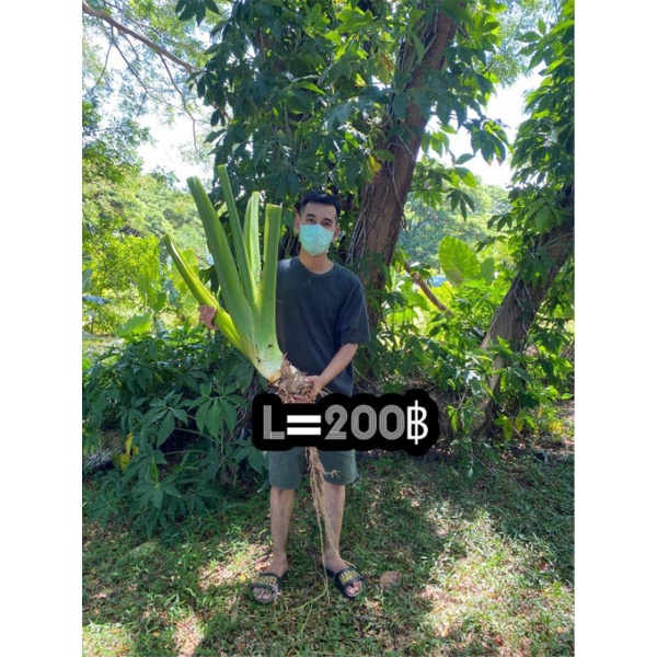 1แถม1 L200 ต้นบอลกระดาษยักษ์ #อโลคาเซีย #ต้นบอนกระดาด #บอนกระดาดยักษ์ #บอนยักษ์ #บอนกระดาด