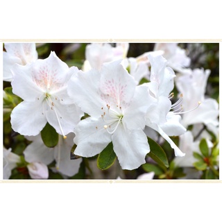 15 เมล็ดพันธุ์ กุหลาบพันปี ต้นโรโดเดนดรอน Azalea Rhododendron flower seeds อัตราการงอก 80-85%