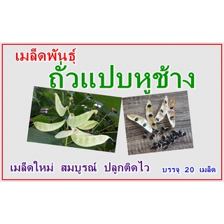 เมล็ดพันธุ์ถั่วแปบหูช้าง บรรจุ 20 เมล็ด