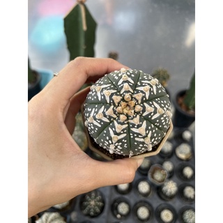 แม่พันธุ์แอสโตรไฟตัม (Astrophytum v type) ไม้เมล็ด Size 7cm