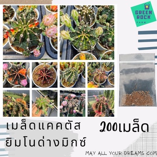 เมล็ดพันธุ์แคคตัส ยิมโนด่างมิกซ์ 200 เมล็ด อัตรางอกดี