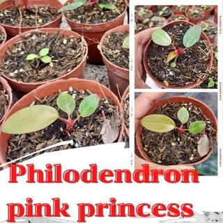 1 กระถาง ต้นพิงค์ปริ้นเซส Philodendron pink princess พิ้งปริ้นเซส เจ้าหญิงสีชมพู คละต้นจัดส่งพร้อมกระถาง