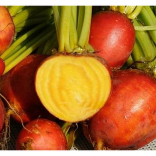 เมล็ดพันธุ์บีทรูท ทัชสโตน โกลด์ Touch stone gold beetroot เมล็ดพันธุ์ของแท้ คุณภาพดี ราคาถูก นำเข้าจากต่างประเทศ