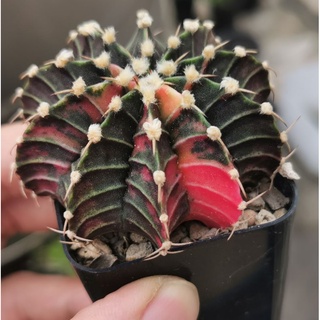 ยิ​มโน​ lb hybrid  ด่าง ขนาดกระถาง 2 นิ้ว ภาพแม่ต้น2 ดอกสีชมพู  แคสตัส castus​ Astrophytum​