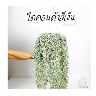 Treeno.9 T121 ไดคอนดร้าซิลเวอร์ฟอล Dichondra ไม้เรื้อยพุ่มยาว ตกแต่งบ้าน ทนแดดจัดได้ สีเงินสวย เลื้อยยาว ไม้ประดับตกแต่ง (ต้นไม้)