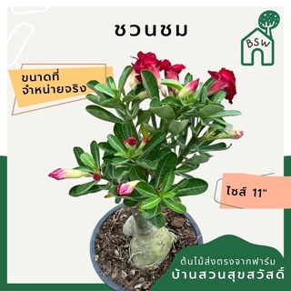 ชวนชม   ขนาด 11 นิ้ว