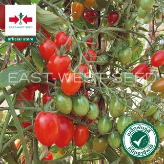 ศรแดง เมล็ดพันธุ์มะเขือเทศเชอร์รี่ เรดดี้ (East-West Seed) เมล็ดพันธุ์ผัก เมล็ดพันธุ์ ผักสวนครัว ตราศรแดง