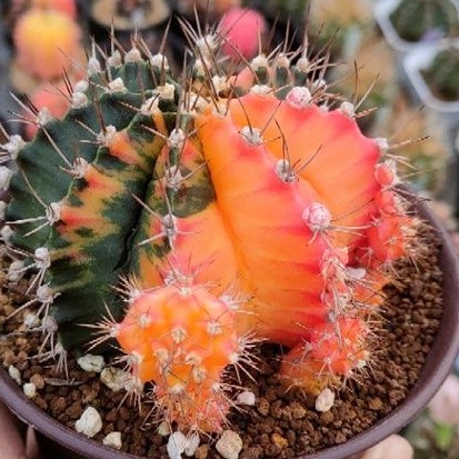 Cake Cactus Farm กระบองเพชร Gymnocalycium mihanovichii variegated หน่อยิมโนหัวสีล้วนเด็ดสด ไม่มีราก สำหรับมือใหม่หัดกราฟ - รูปที่ 2