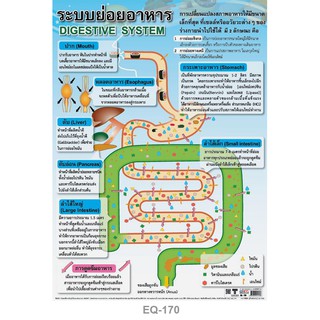 โปสเตอร์ ระบบย่อยอาหาร #EQ-170 โปสเตอร์กระดาษอาร์ตมัน สื่อการเรียนการสอน สื่อการเรียนรู้