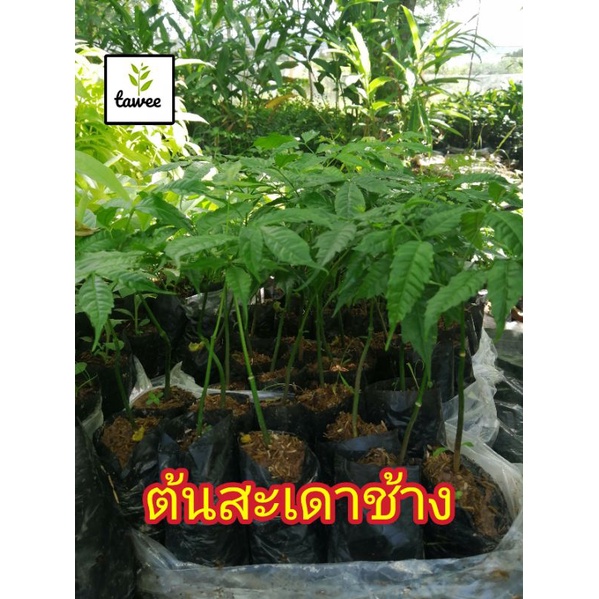ต้นสะเดา​ช้าง​ สะเดา​เทียม​ สูง​10-15​ซม.