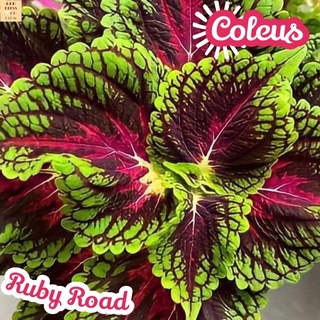 [ฤๅษีผสมรูบี้โร้ด] Coleus Ruby Road ส่งพร้อมกระถาง ไม้ใบ ไม้ดอก ไม้ประดับ ไม้ด่าง ไม้สวยๆ ใบใหญ่ ไม้ฟอกอากาศ