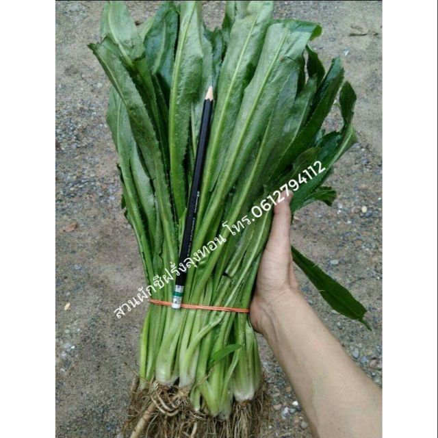เมล็ดผักชีฝรั่ง (Culantro) สวนลุงทอน/ผักชีใบเลื่อย/ผักชีดอย/ผักหอมเป อัตราการงอก95%
